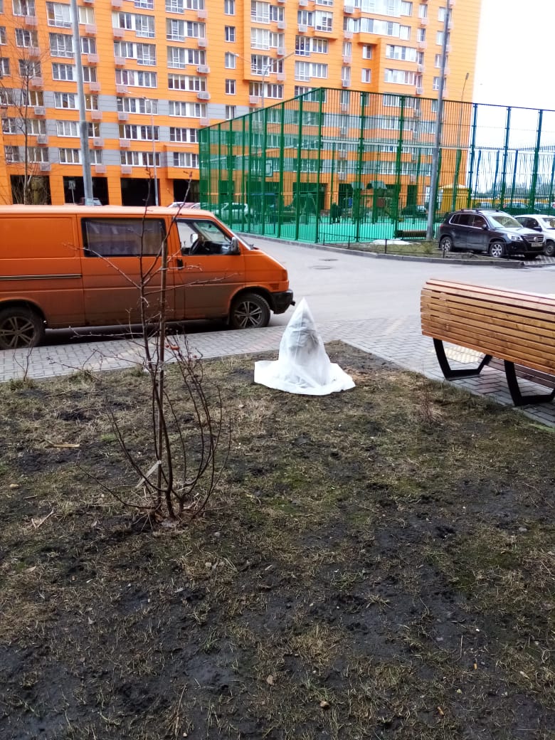 Одной из актуальных задач стало своевременное утепление вечнозеленого дерева туи и защита от прилипания снега и других неблагоприятных факторов холодного времени года.