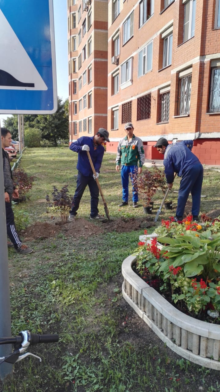 Листопадный кустарник пузыреплодник был высажен около многоквартирного дома, расположенного по адресу: п.Развилка, д.41/1.