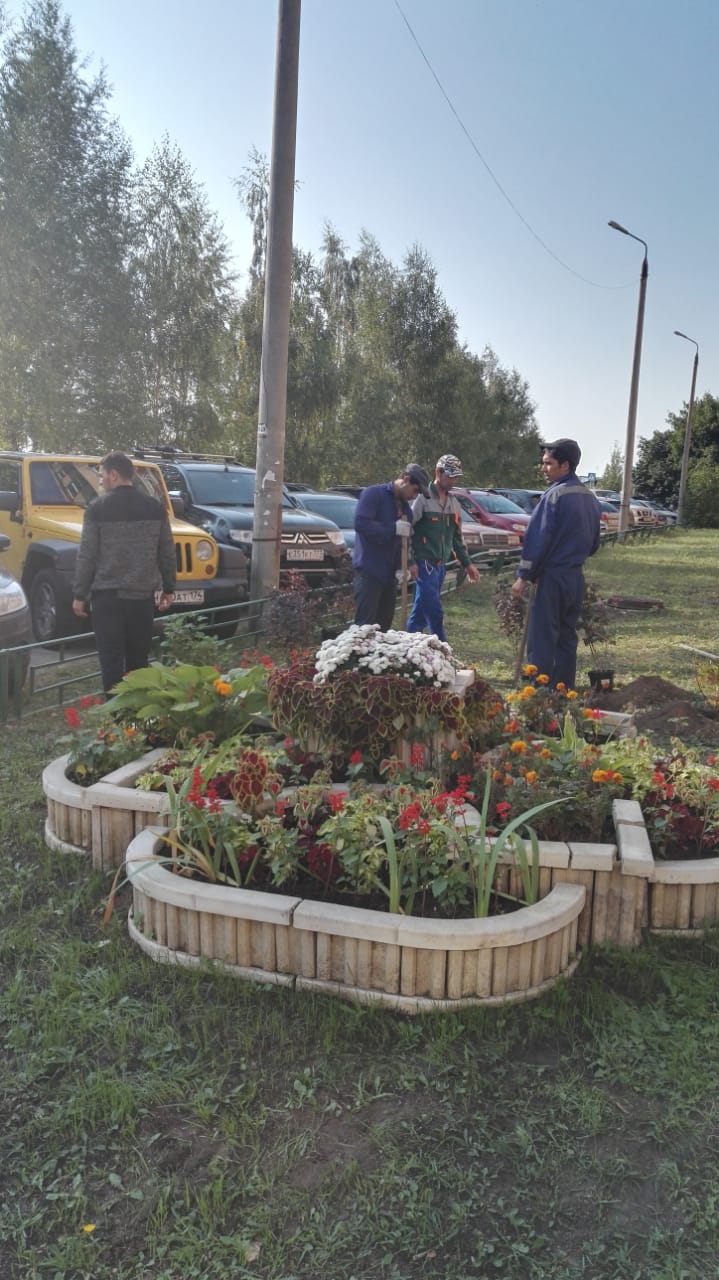 Листопадный кустарник пузыреплодник был высажен около многоквартирного дома, расположенного по адресу: п.Развилка, д.41/1.