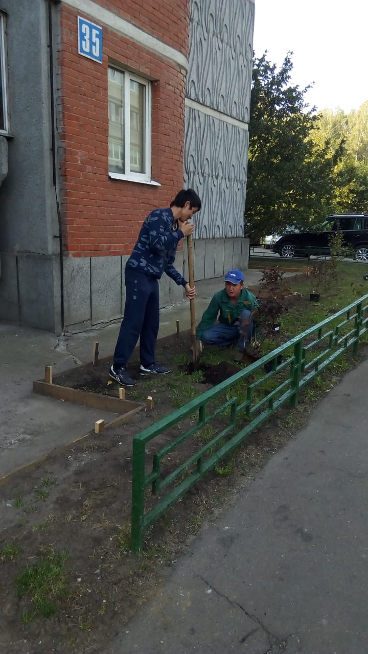 Листопадный кустарник пузыреплодник был высажен около многоквартирного дома, расположенного по адресу: п.Развилка, д.41/1.